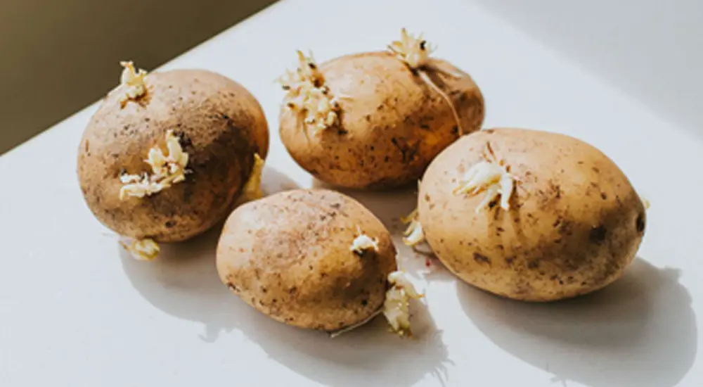 sprouted-potatoes-beneficial-harmful